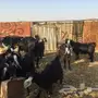 معزا مشكله للبيع دفيع ومضاريع اسنانها متفاوته