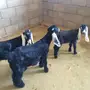 اربع جفرات 