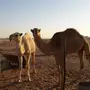 قعود وبكره للبيع طيبات