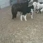 نعجه نجديه معها بنتها