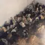 صوص بلدي