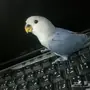 روز هدداليييف 