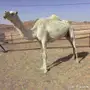 العشرا الوضحا