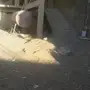 اللي عنده دجاج في الباحه يدخل
