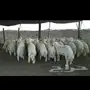 بهم تربيه
