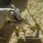 4معزاء معه 6بهم