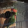 روز اخضر