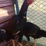 طقم دجاج باكستاني