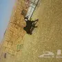 للبيع تيس 