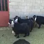 ماعز عوارض صنف 