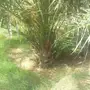 زرعه النخيل وتركيب شبوك
