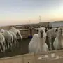 لبانيات طيبه  للقصب 