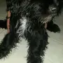 كلاب شيواوا للبيع
