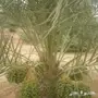 نخيل للبيع مع اتوصيل