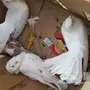 تيماء حمام للبيع 