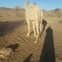 ناقه فاطر