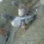 حمام سوري
