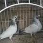 حمام بنتيز 