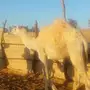 بكره للبيع 