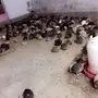 للبيع سمان 