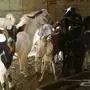 ماعز للبيع 