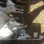 7 - 7معزاءء  يتبعه 7بهم