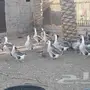 وز عراقي للبيع
