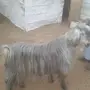 تيس فحل مصري حار ويتوام وشرط 