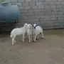 بهم للبيع
