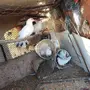 القصيم ( البكيريه)