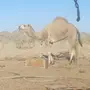 جده الحازات